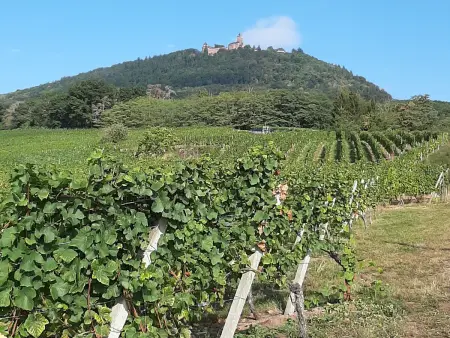 Gîte 2 personnes en bordure vignoble, entrée indépendante - Photo 33