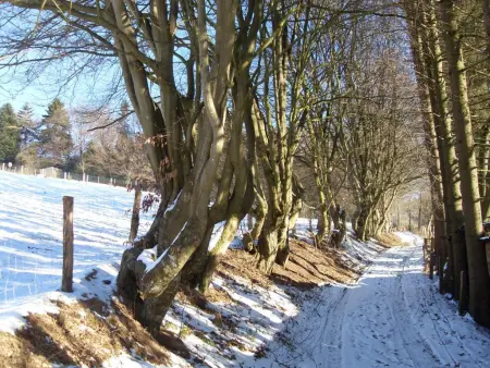 Au Ballon : maison ardennaise avec spa nordique et sauna IR à Manhay : photo 44