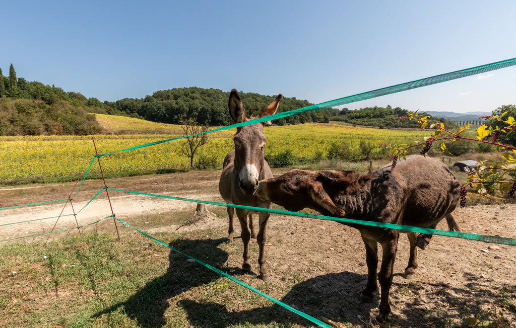Poggiolo dei serviti, Maison 10 personnes à Città della Pieve - Photo 46
