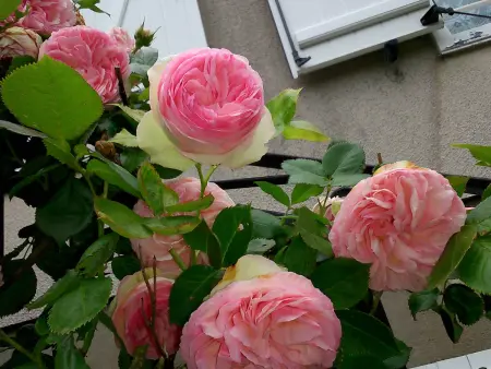 Gîte 5 pers. à Saint-Bouize : vignobles, terrasse, garage : photo 15