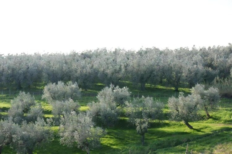 Da Vinci Uno, gîte 6 pers. en ferme toscane - Photo 34