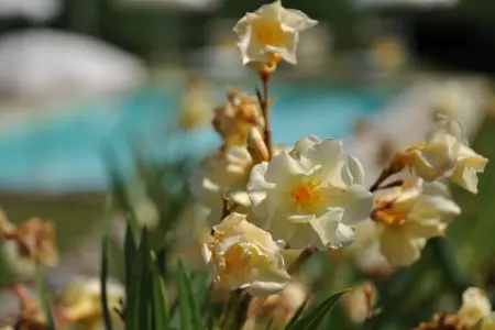 Casa Mario – Gîte 6 pers. en Toscane avec piscine : photo 26