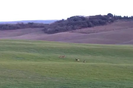 Stalla Rossa : gîte rustique 5 pers. en Toscane : photo 32