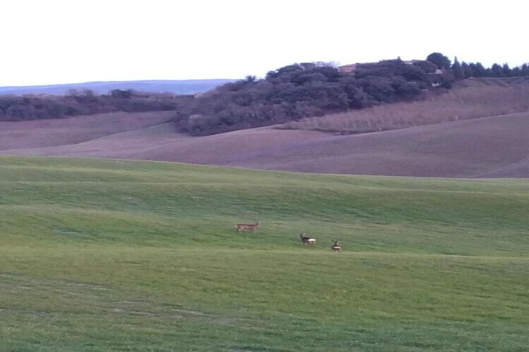 Stalla Verde, gîte rural en Toscane pour 6 personnes - Photo 39