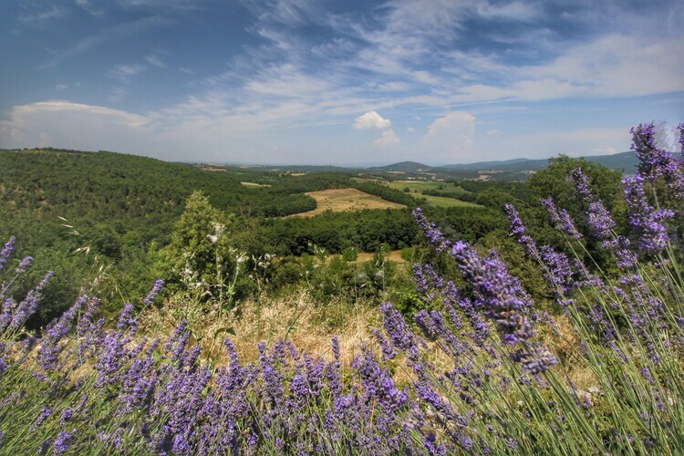 Gite Casole d'Elsa - Vue collines toscanes - Photo 16