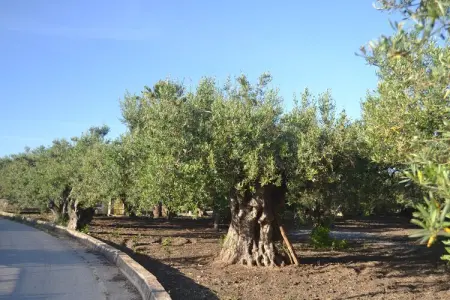 Montalbano, Maison de vacances à Sciacca avec piscine et jardin - Photo 32