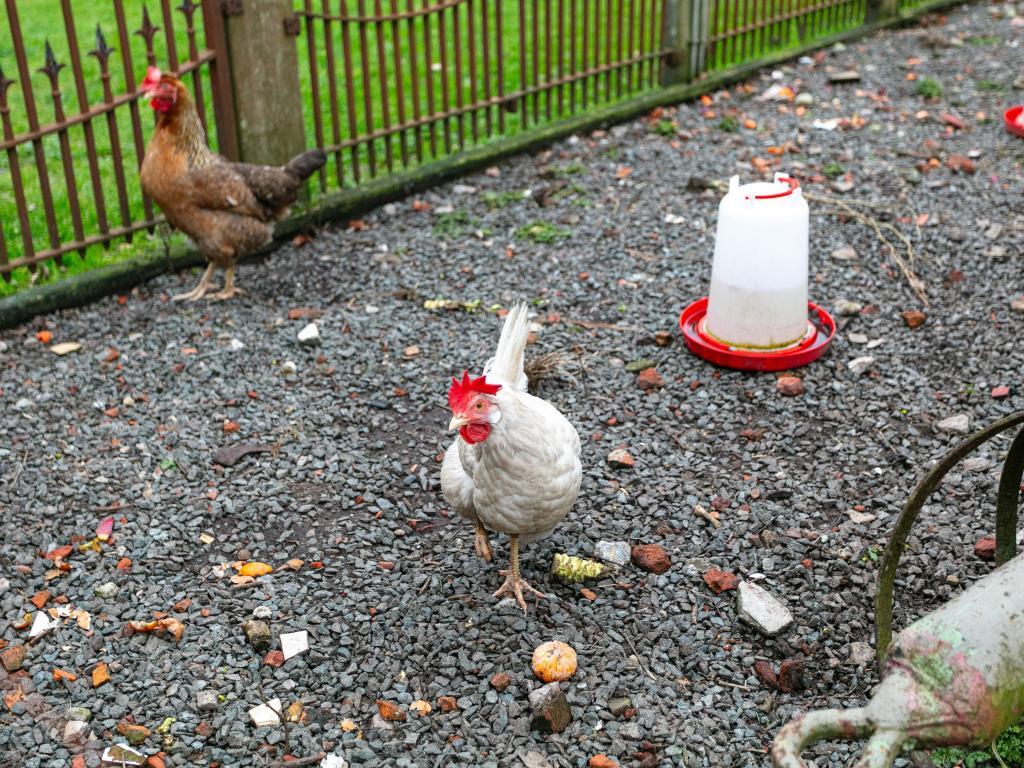 De Marckhoeve – Ferme 12 pers. avec jeux et jardin - Photo 60