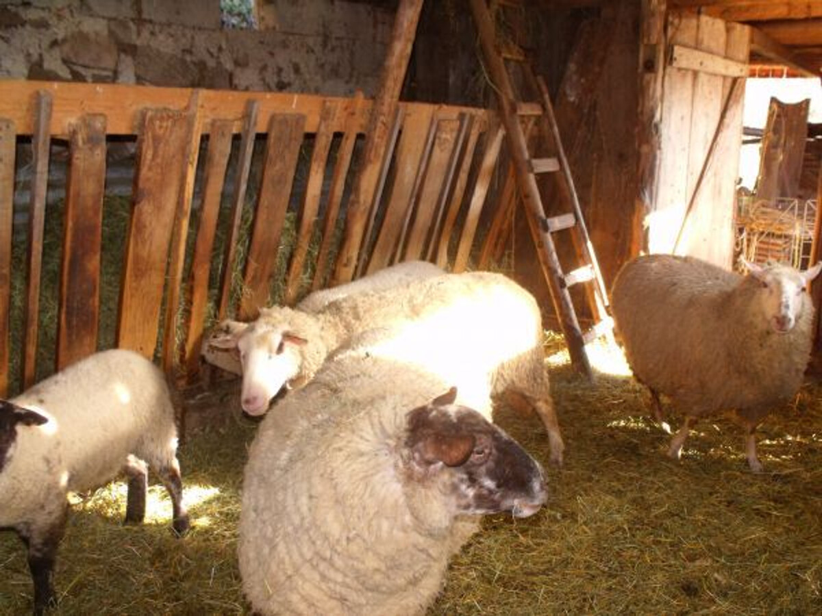 Roulotte cosy avec espace bien-être à Ferdrupt - Photo 29