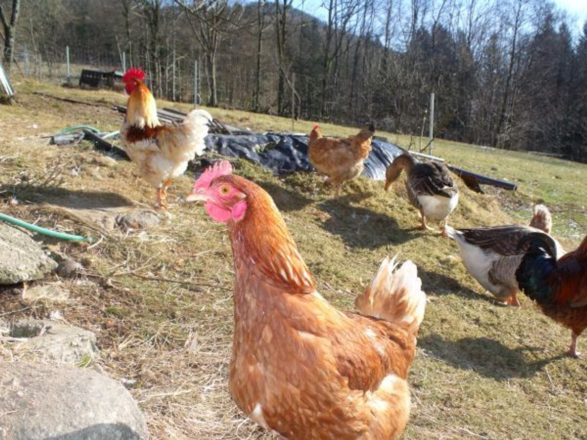 Roulotte cosy avec espace bien-être à Ferdrupt - Photo 31