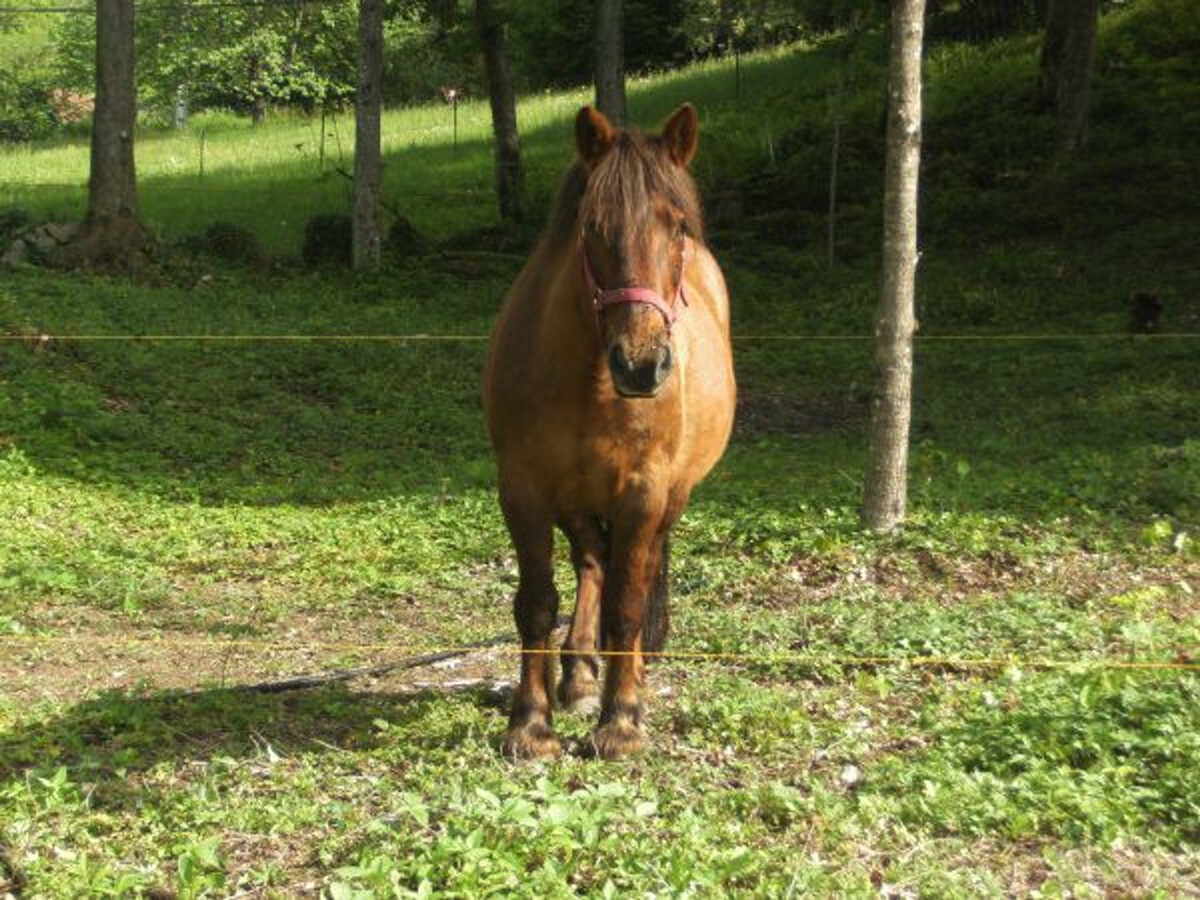Roulotte cosy avec espace bien-être à Ferdrupt - Photo 32