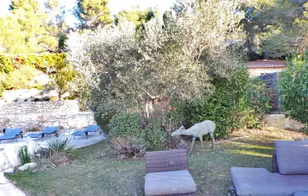 Mas Anastasia : ferme de charme avec piscine aux Baux : photo 8
