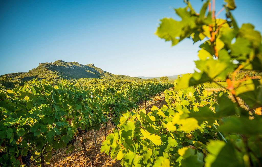 La Bastide De Cinsault – Maison vignoble 6 pers. - Photo 22