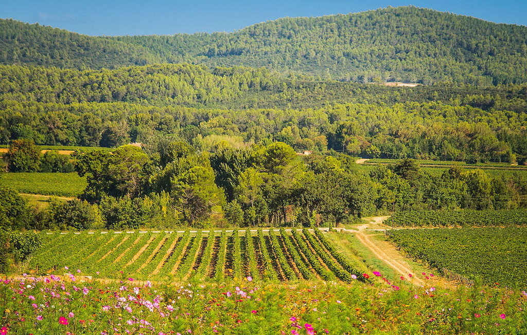 La Bastide De Cinsault – Maison vignoble 6 pers. - Photo 23