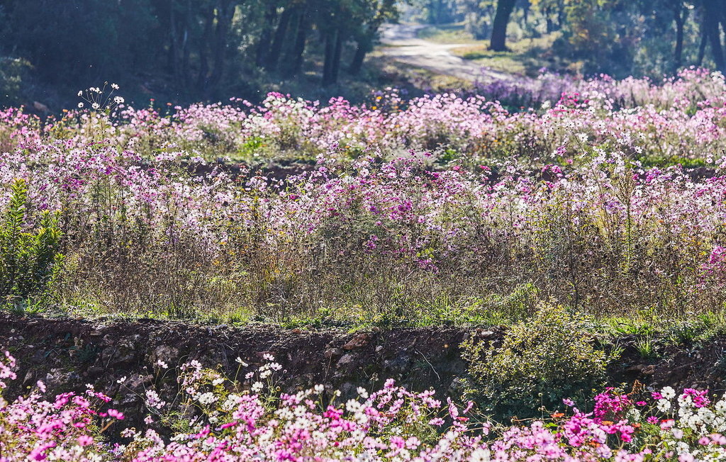 La Bastide De Cinsault – Maison vignoble 6 pers. - Photo 25