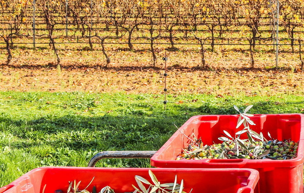 La Bastide De Cinsault – Maison vignoble 6 pers. - Photo 26