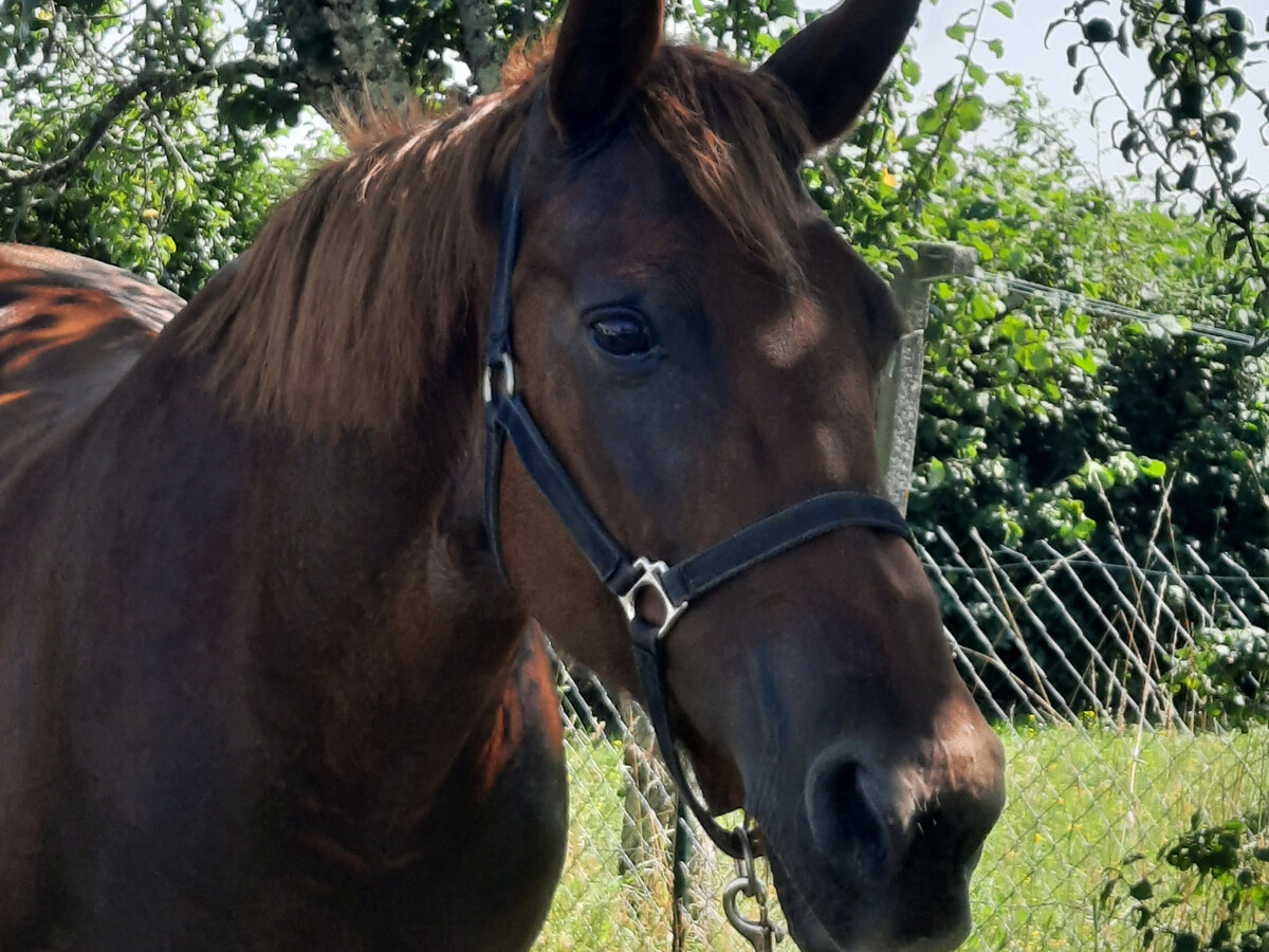 La Maison des Mousquetaires, gîte 11 pers. avec accueil chevaux - Photo 35