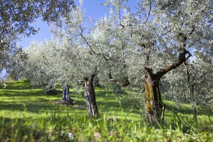 Maison 4 personnes avec jardin près d'Assisi - Photo 31