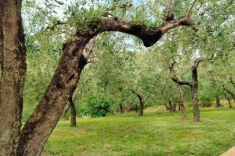 Maison 4 personnes avec jardin près d'Assisi - Photo 37