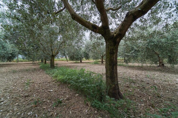 Maison 4 personnes avec jardin près d'Assisi - Photo 40