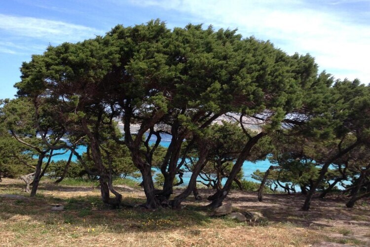 Villa la Fata - 8 personnes à 200m de la plage - Photo 40