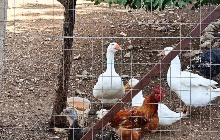 Il Grillo – Maison 8 pers. avec piscine à Chiaramonte Gulfi : photo 38