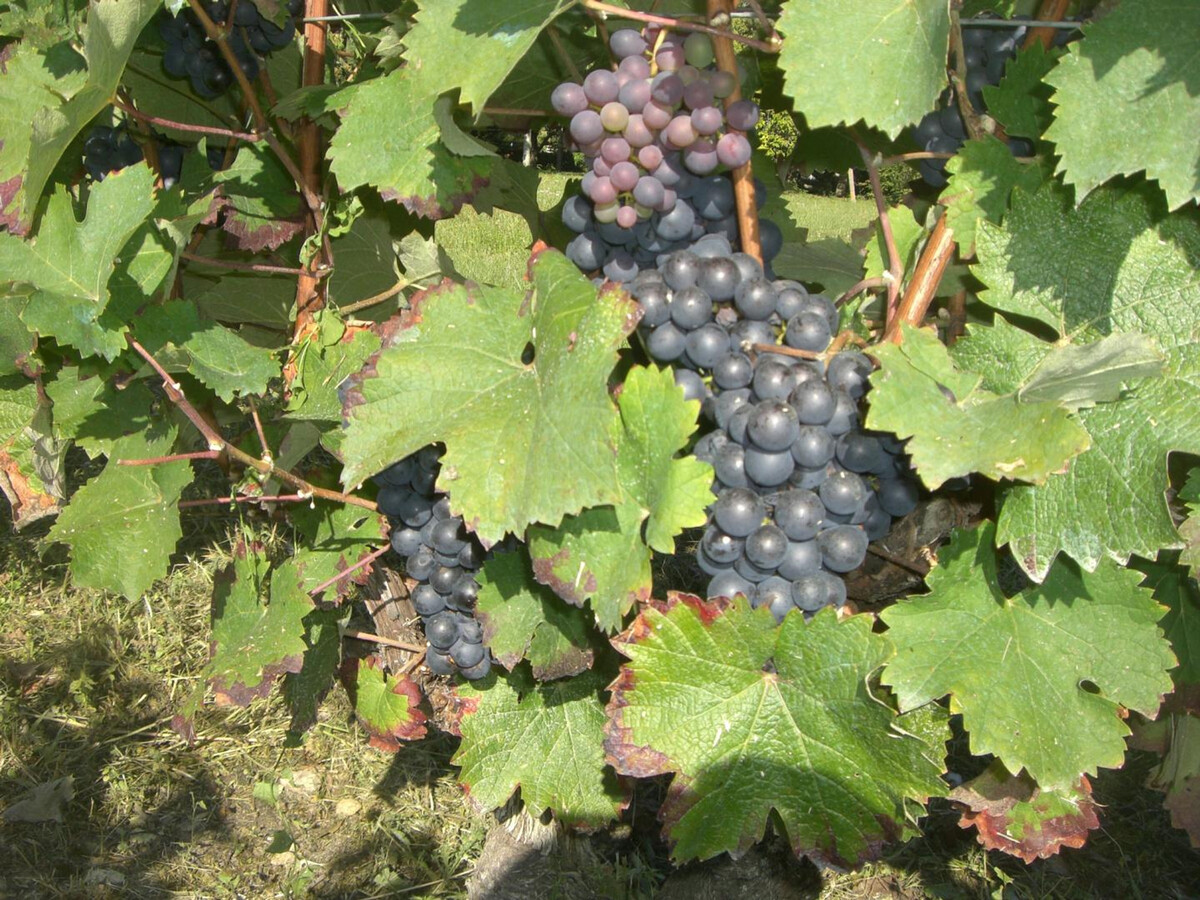 Gîte 12 pers. avec piscine chauffée et vignes à Saint-Georges-sur-Cher - Photo 30