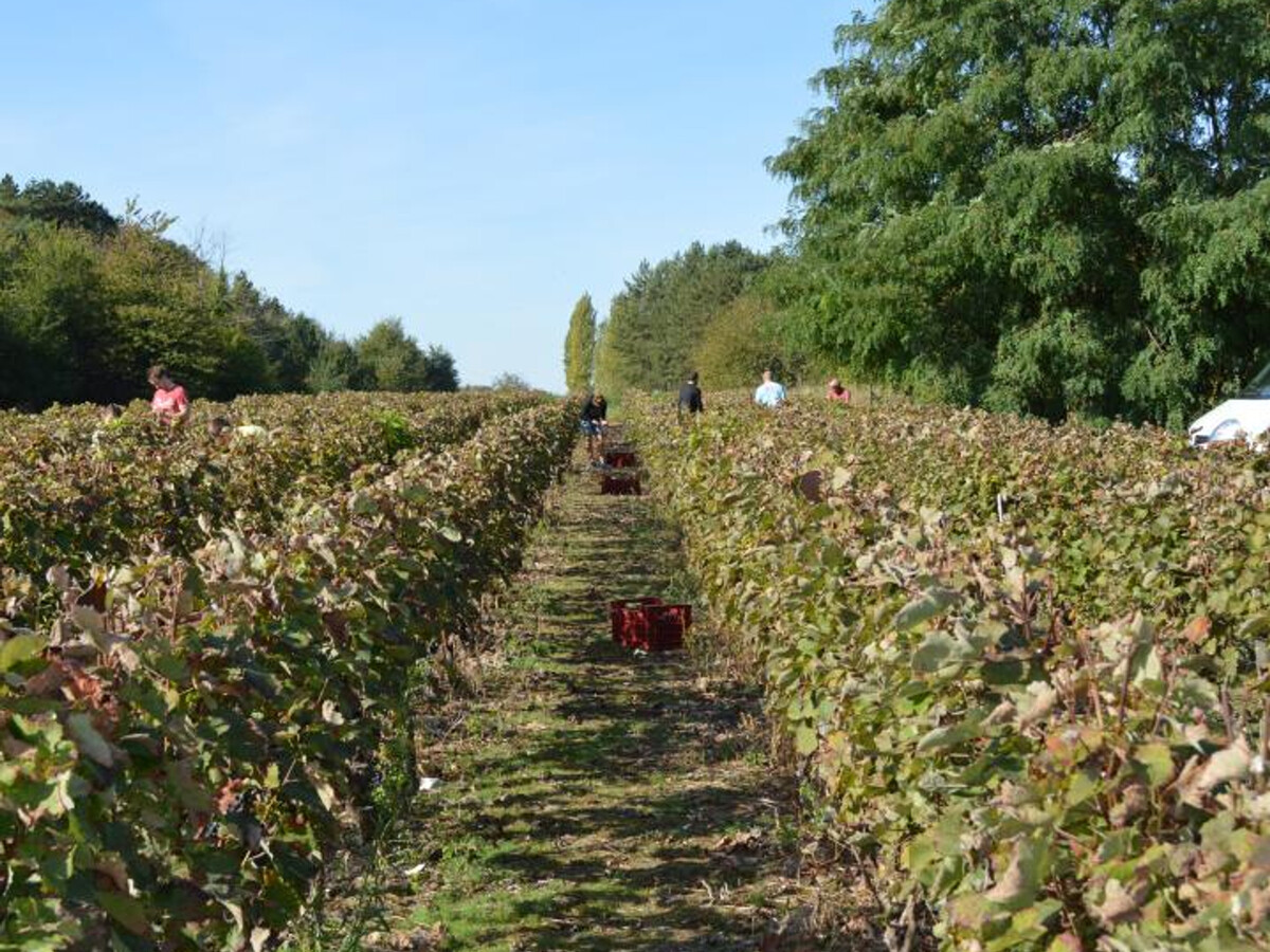 Gîte 12 pers. avec piscine chauffée et vignes à Saint-Georges-sur-Cher - Photo 31
