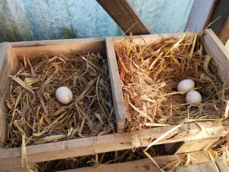 Gîte 6 pers. avec piscine privative et animaux de ferme : photo 29