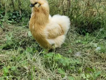 Gîte 6 pers. avec piscine privative et animaux de ferme : photo 30