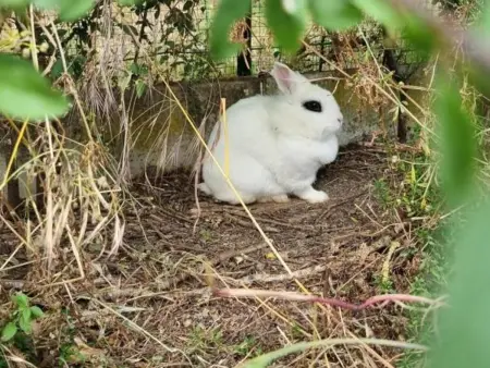 Gîte 6 pers. avec piscine privative et animaux de ferme : photo 31