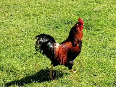 Gîte 6 pers. avec piscine privative et animaux de ferme : photo 32
