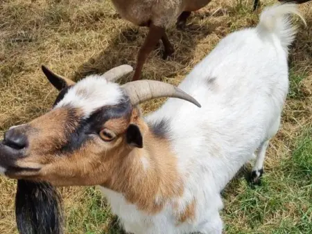 Gîte 6 pers. avec piscine privative et animaux de ferme : photo 33
