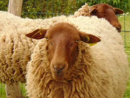 Gîte 6 pers. avec piscine privative et animaux de ferme : photo 34