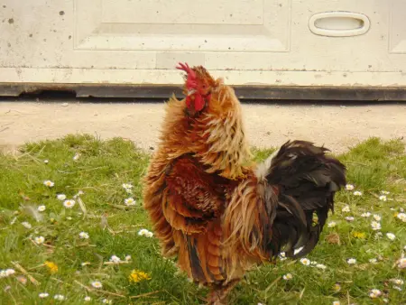 Gîte 6 pers. avec piscine privative et animaux de ferme : photo 35