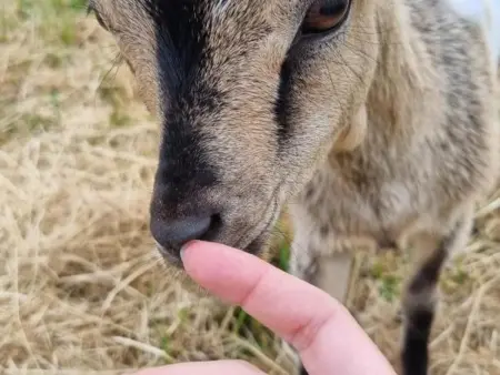 Gîte 6 pers. avec piscine privative et animaux de ferme : photo 36