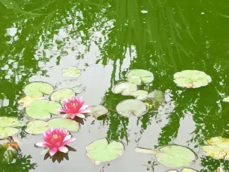 Gîte climatisé 2 pers. jardin 1 hectare, cheminée : photo 17